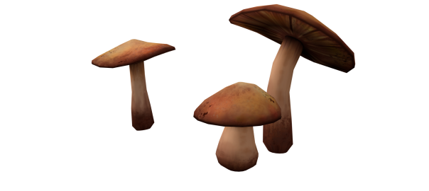Mushroom – Timelapse